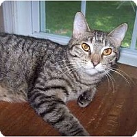 Adopted Pets At Smitty S Cat Rescue In Chester Virginia