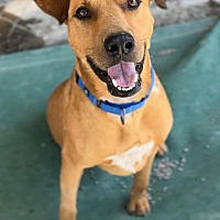 adopt a pet