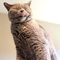 adopt-pet