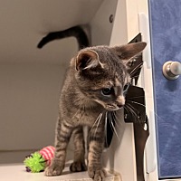adopt a pet