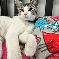adopt a pet