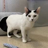 adopt-pet