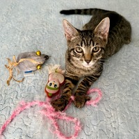 adopt a pet