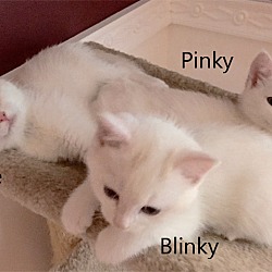 Thumbnail photo of Blinky #4