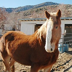 Photo of SAMSON-Special Needs