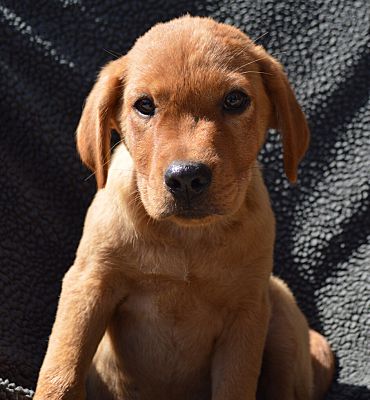 Enfield Ct Golden Retriever Meet Eli Adopted A Pet For Adoption