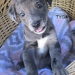 Photo of Tyga