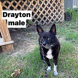 Photo of Drayton