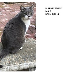 Photo of Blarney Stone (Highly adoptable- and beautiful)