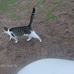 Thumbnail photo of BARN CATS/KITTENS #1