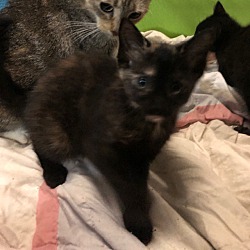 Thumbnail photo of Hazel and her kittens #2