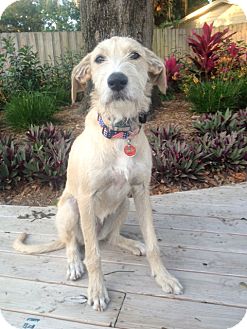 Largo Fl Irish Wolfhound Meet Nala Courtesy Post A Largo Fl Irish Wolfhound Meet Nala Courtesy Post A