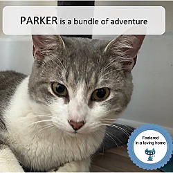 Thumbnail photo of Parker #1