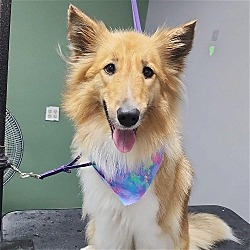 Photo of Foxy (adoption pending)
