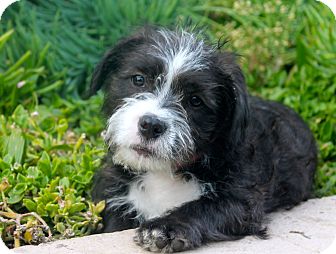 Shih tzu cross store staffordshire bull terrier