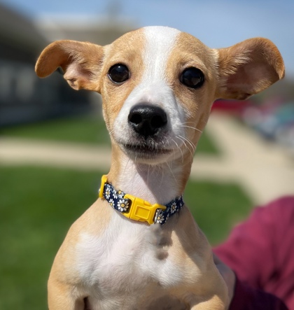 Elkhorn, WI - Terrier (Unknown Type, Small). Meet Ugo a Pet for ...