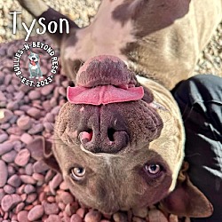 Thumbnail photo of Tyson #4