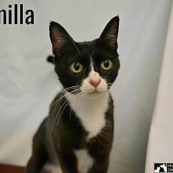 Thumbnail photo of Camilla #1