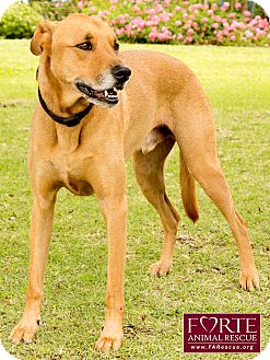 rhodesian ridgeback greyhound mix