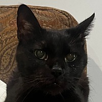 adopt-pet