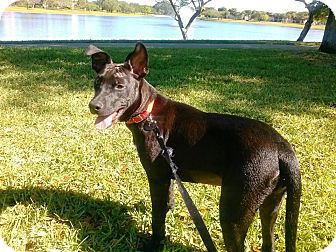 staffordshire terrier shepherd mix