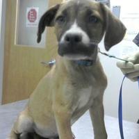 Farmington Regional Animal Shelter in Farmington, New Mexico