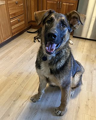 Bellingham, WA - German Shepherd Dog. Meet Nickel a Pet for Adoption ...