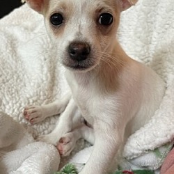 Photo of Baby Prada - has application
