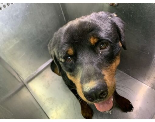 Fort Worth, TX - Rottweiler/Mixed Breed (Medium). Meet Jagger a Pet for ...