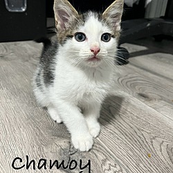 Thumbnail photo of Chamoy #2