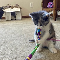 adopt a pet
