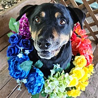 adopt a pet