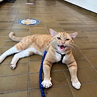 adopt a pet