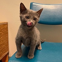 adopt a pet