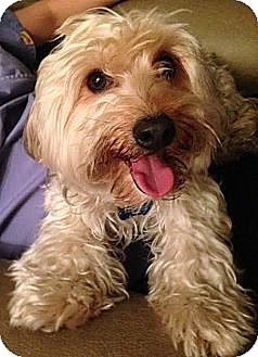 coton de tulear yorkie mix for sale