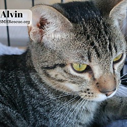 Thumbnail photo of Alvin #4