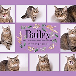 Thumbnail photo of Bailey #4
