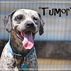 Thumbnail photo of Tumor #2