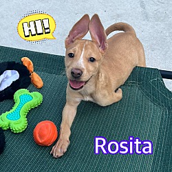 Thumbnail photo of Rosita #1