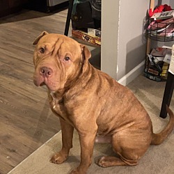 Photo of Canelo