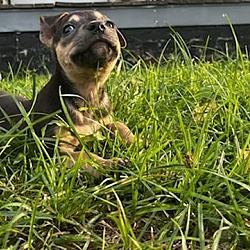 Photo of Lola