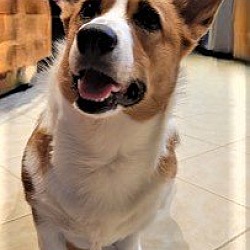Photo of Rita Purebreed Corgi Girlie 2 years old