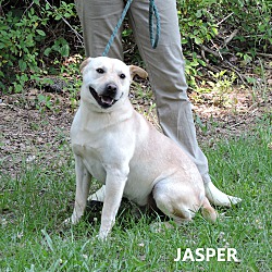 Thumbnail photo of Jasper #4