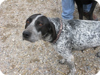 bluetick coonhound puppies for sale in texas tracker adopted dog 12 1922 libby mt pointer bluetick bluetick coonhound puppies for sale in texas tracker adopted dog 12 1922 libby mt pointer bluetick