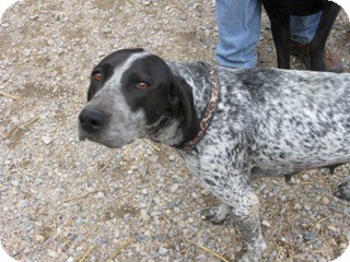 bluetick pointer