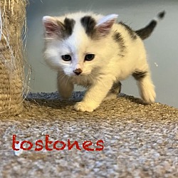 Photo of Tostones