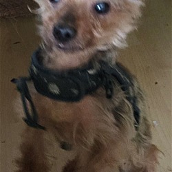 Thumbnail photo of Russell Yorkie #3