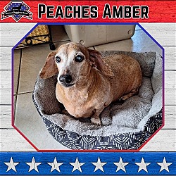 Photo of Peaches Amber