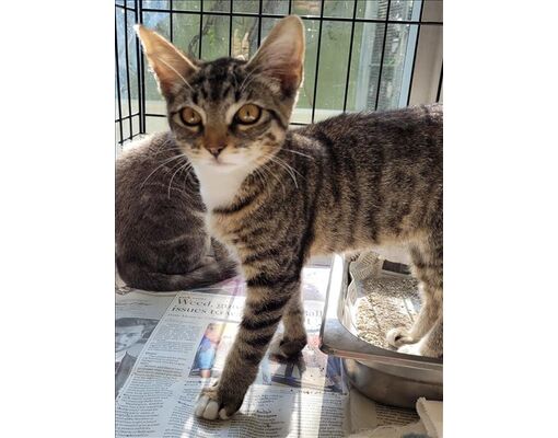 Los Angeles, CA - Domestic Shorthair. Meet A2152550 a Pet for Adoption ...