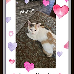 Thumbnail photo of Marcie - Lovey, Playful #1